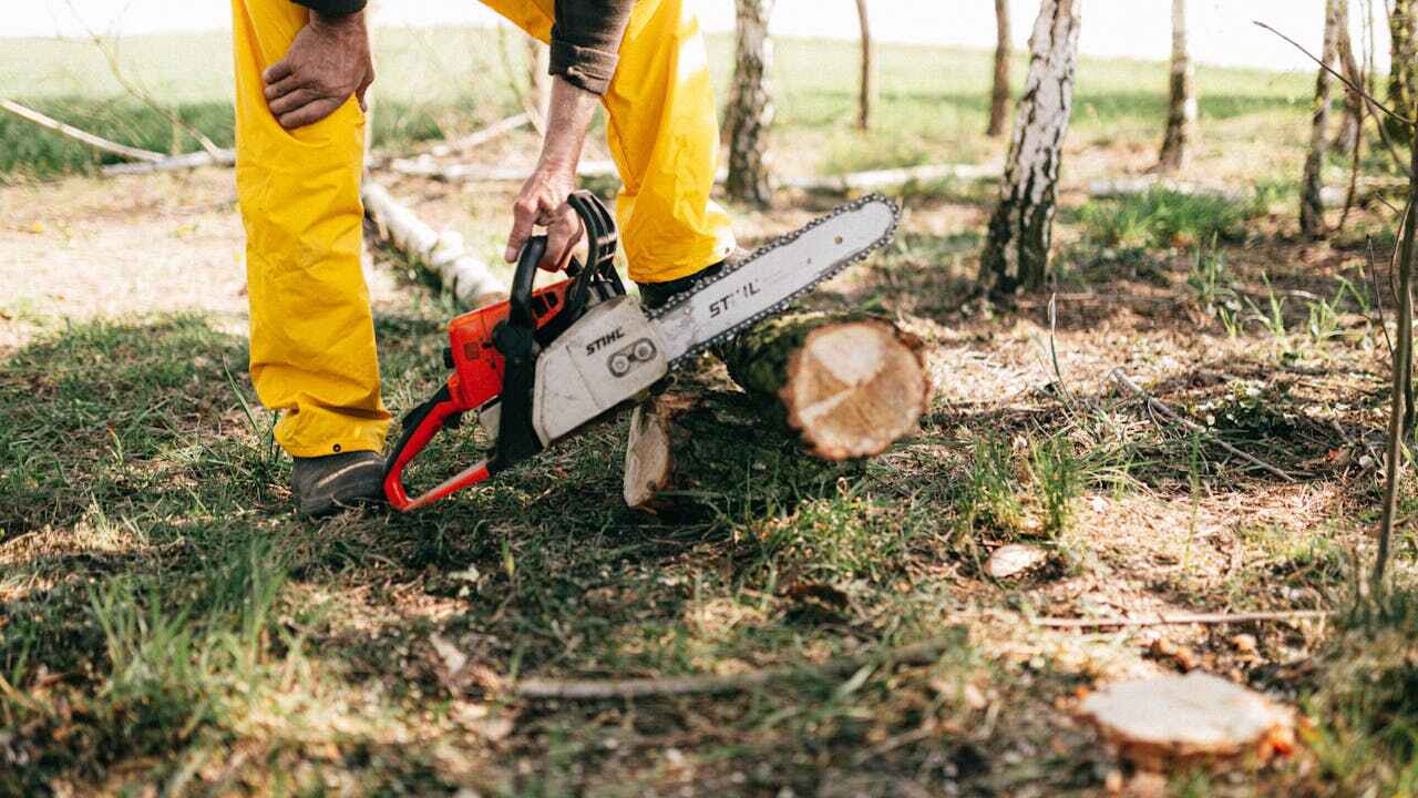 Professional Tree Service in Keenesburg, CO